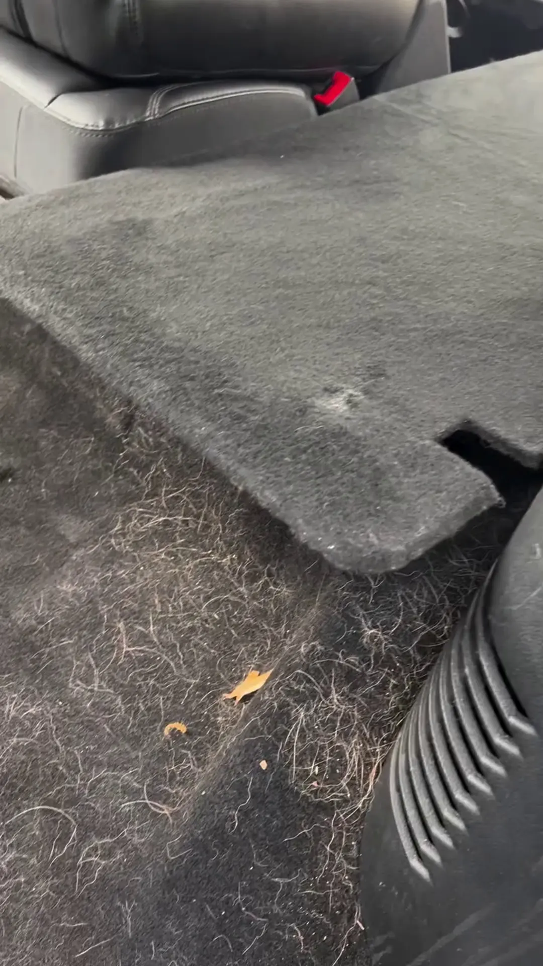 Before: rear carpet covered in pet hair